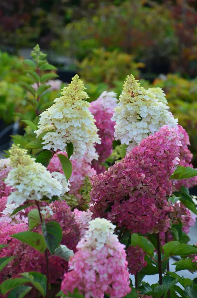 Panicle Hydrangea Fraise Melba - Hydrangea paniculata - 12 L pot 60-80 cm
