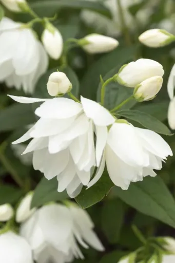 Garden Jasmine Snowbelle - Philadelphus - 7.5 L pot 80-100 cm