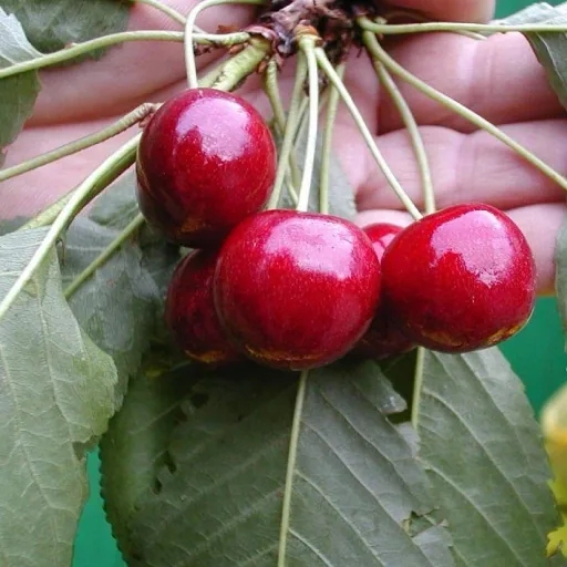 Sweet cherry "Hedelfinger" half-standard, in a 10L container, sweet and tasty