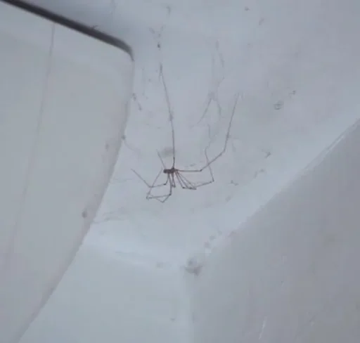 Ultrasonic pest repeller