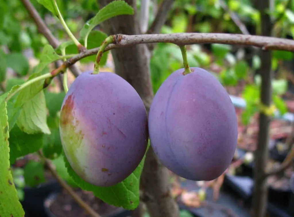 Plum "Ortenauer" bush, in a 10L container, very frost-hardy, moderately aromatic