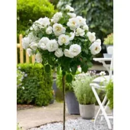 Flower-up Standard Roses XXL White - 120-140 cm - 3 pieces