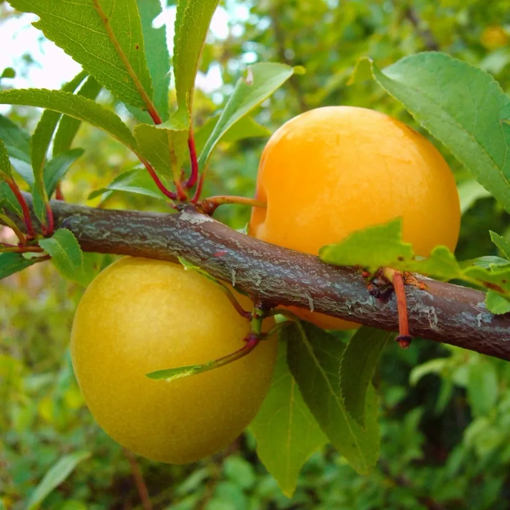 Japanese plum "Shiro" bush, in a 10L container, juicy, mild flavor