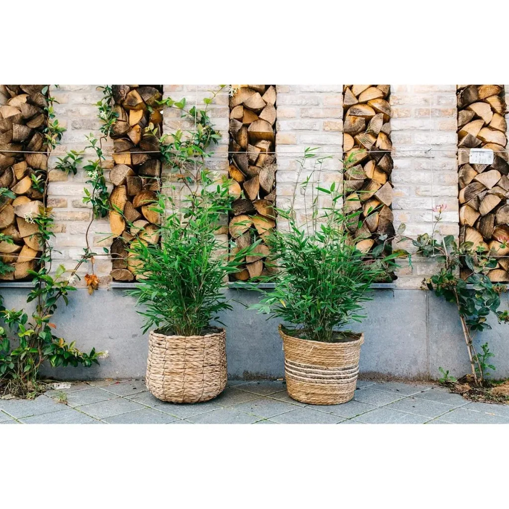 Flower-up Bamboo "Non-rotting" Medium - Fargesia - 40-60cm - 1 piece