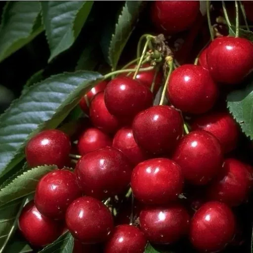 Sweet cherry "Sunburst" half-stem, in 10L container, very high juice content, sweet