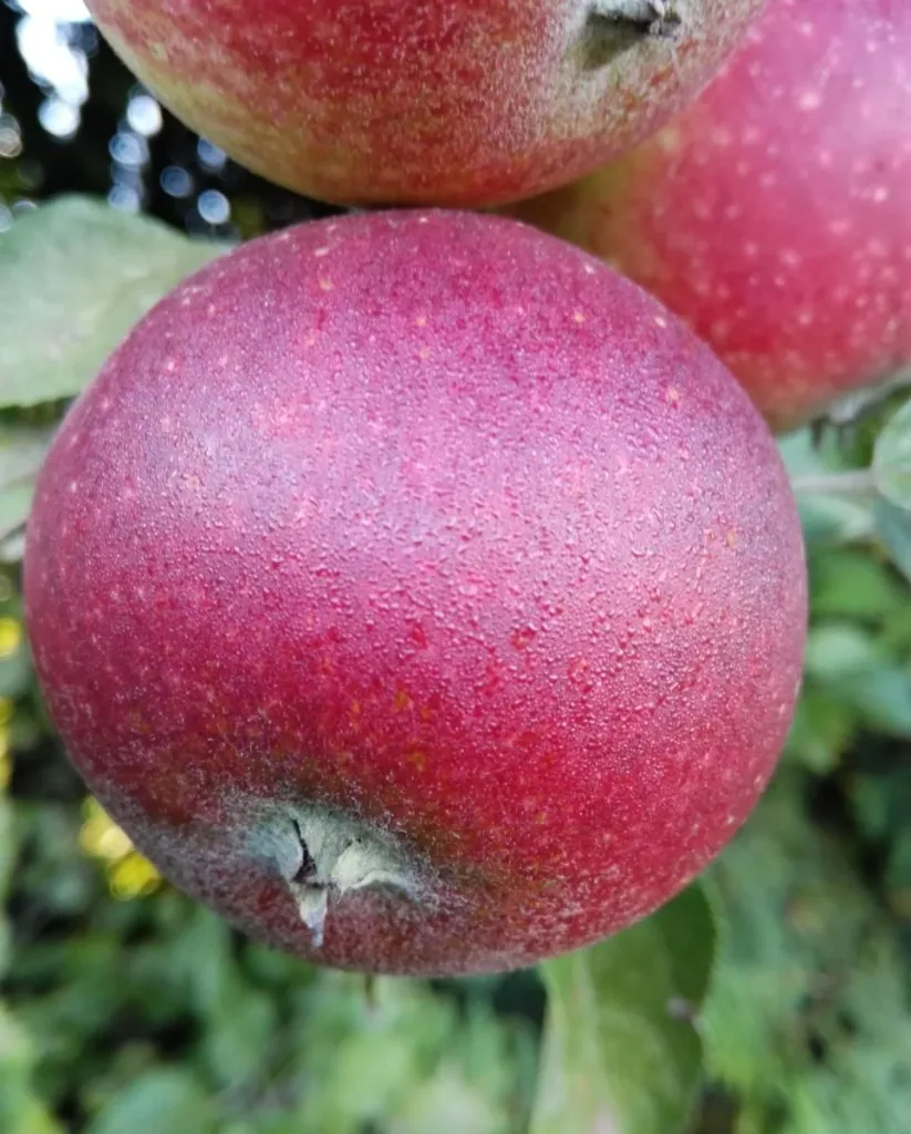 Apple "Ingrid Marie" half-standard, in a 10L container