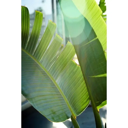 Flower-up Tropical Banana Plants - Musa Oriental Dwarf - 3 Plants - 25-38cm