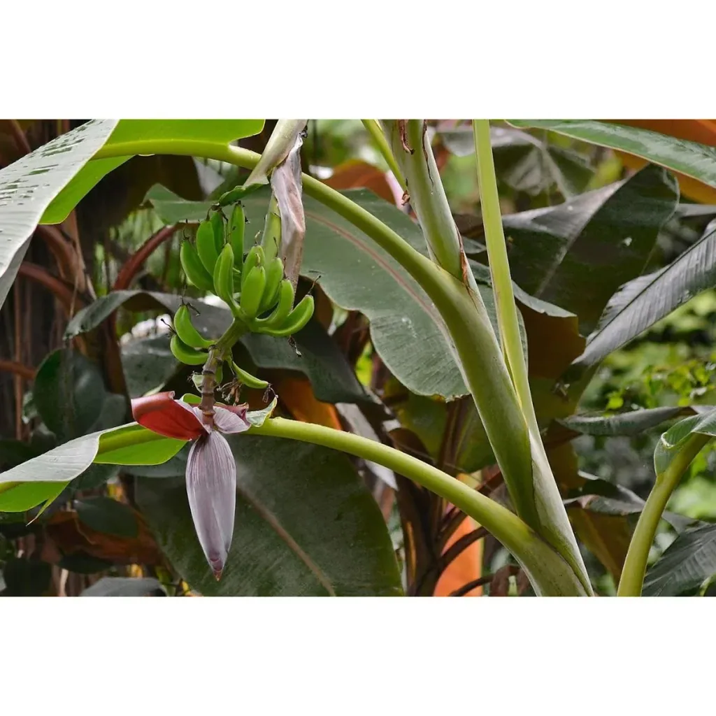 Flower-up Tropical Banana Plants - Musa Oriental Dwarf - 3 Plants - 25-38cm