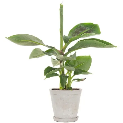 Flower-up Tropical Banana Plants - Musa Oriental Dwarf - 3 Plants - 25-38cm