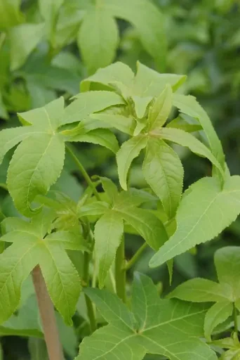 Sweetgum columnar Liquidambar styracifl. Slender Silhouette - 7 L pot 80-100 cm