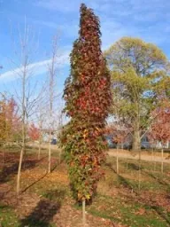 Sweetgum columnar Liquidambar styracifl. Slender Silhouette - 7 L pot 80-100 cm
